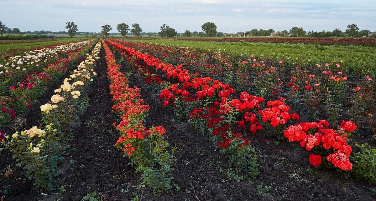 Agricultural Services